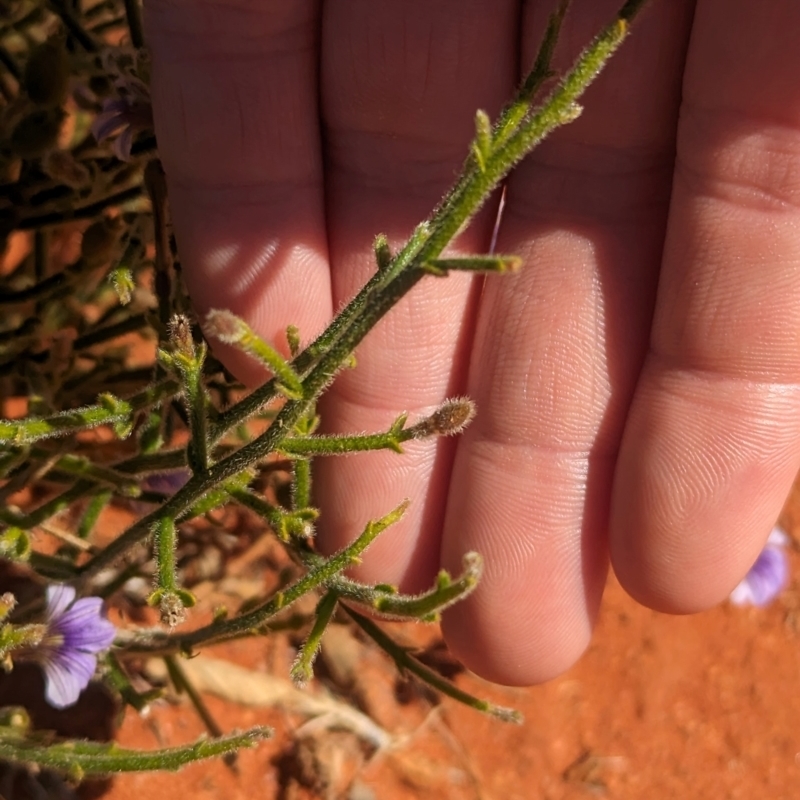 Scaevola parvifolia subsp parvifolia