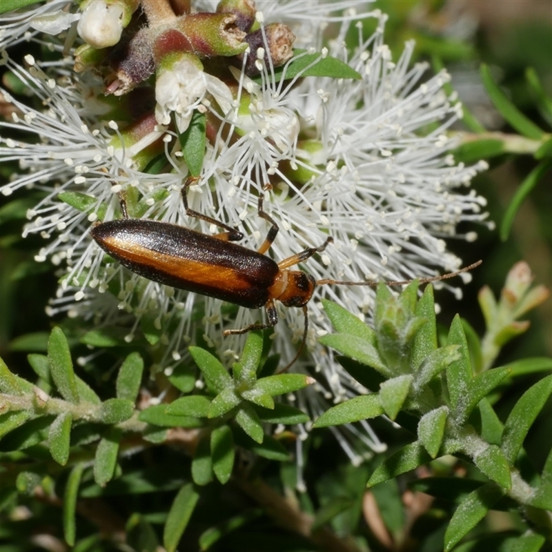Sessinia punctum