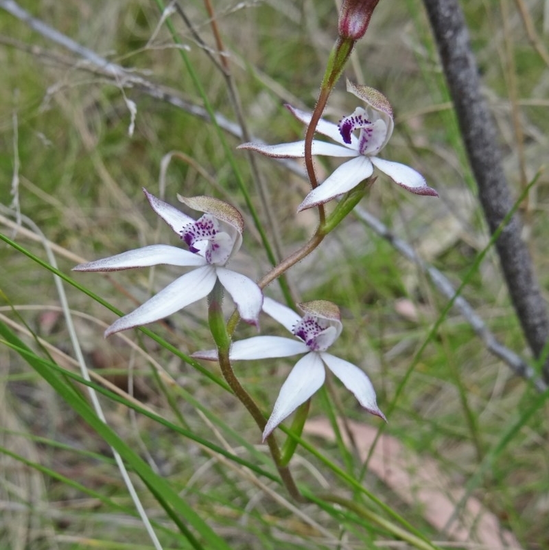 Caladenia moschata