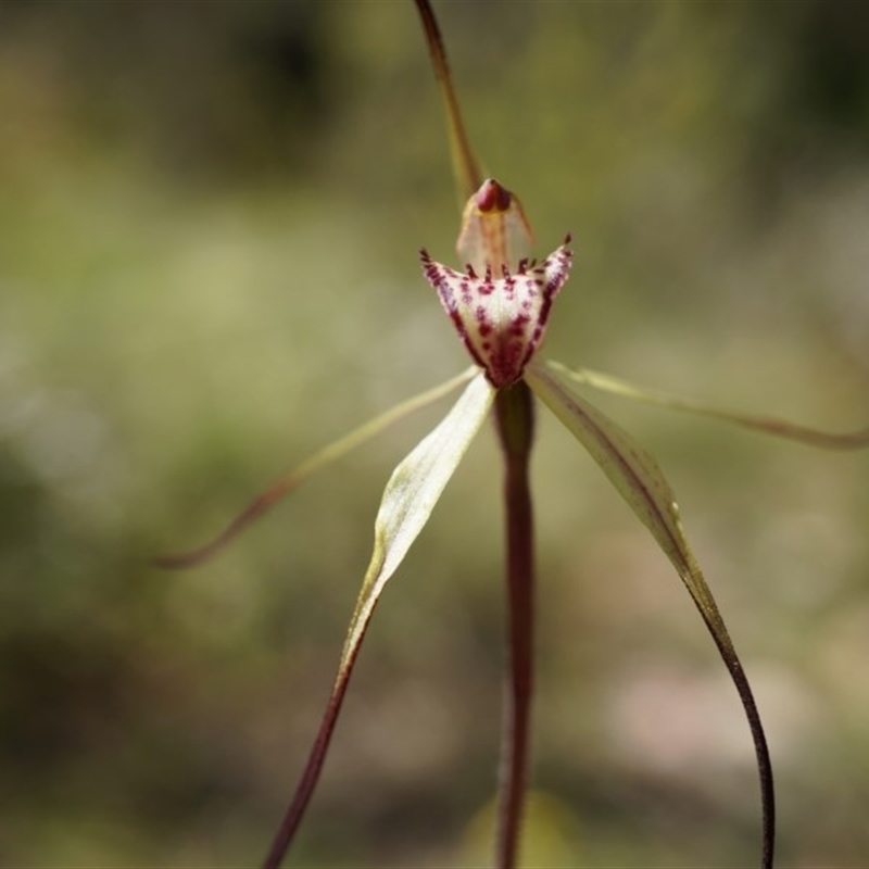 Caladenia orestes