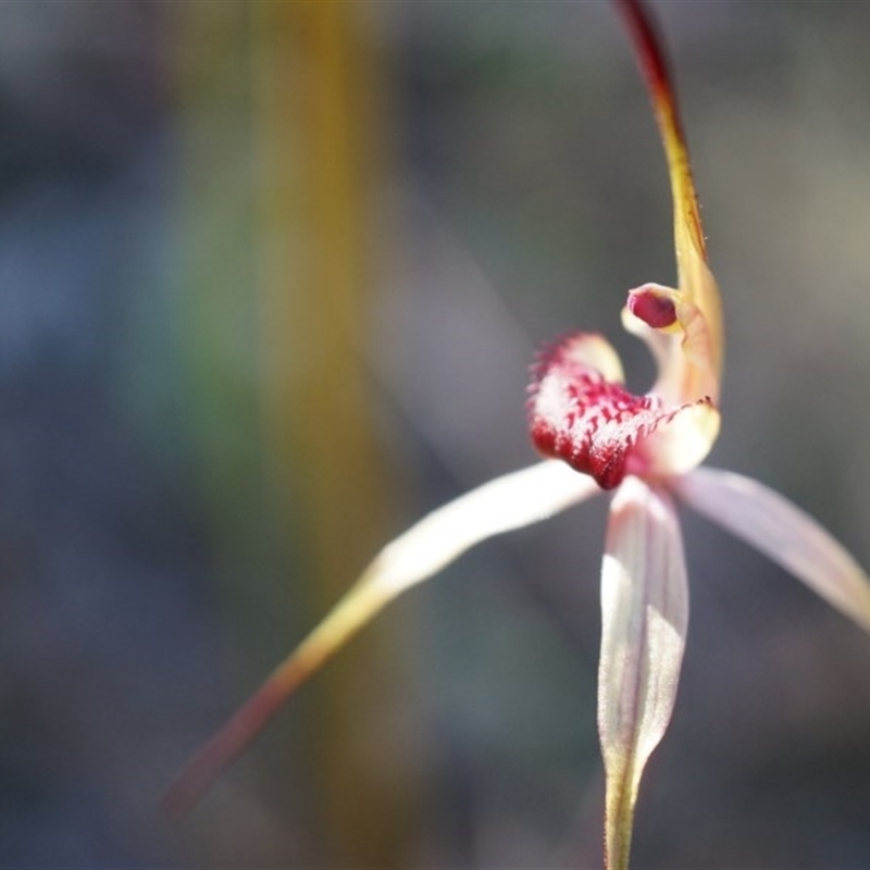 Caladenia orestes