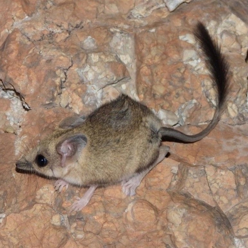 Antechinomys laniger