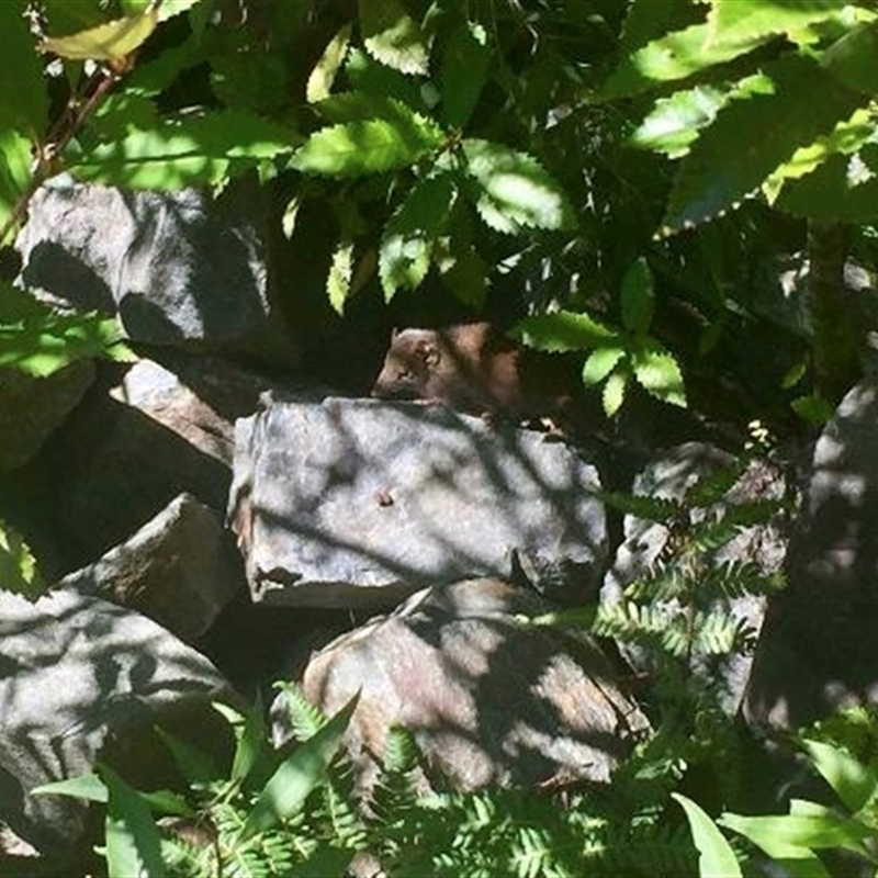 Antechinus arktos