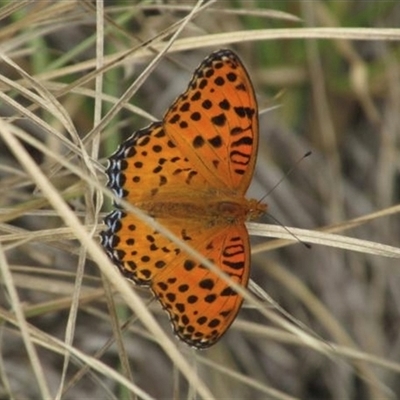 Argynnis hyperbius