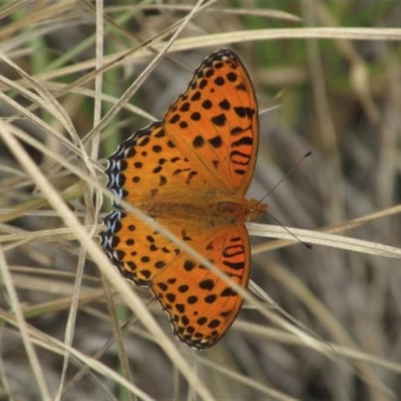 Argynnis hyperbius