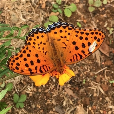 Argynnis hyperbius