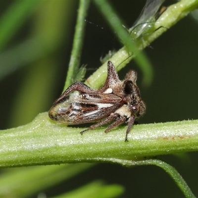 Acanthuchus trispinifer