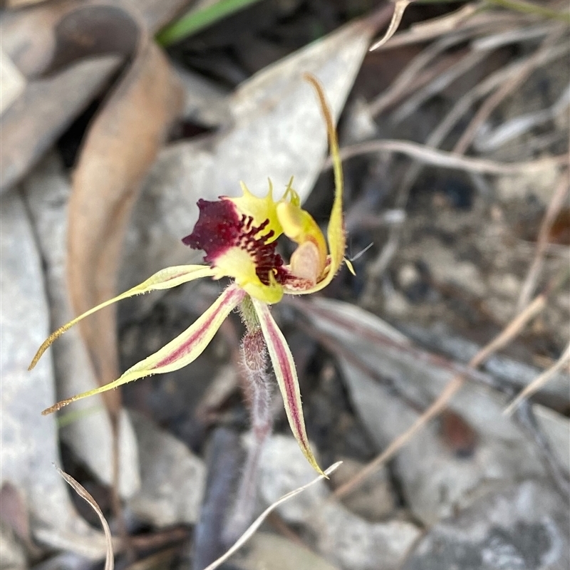 Caladenia parva