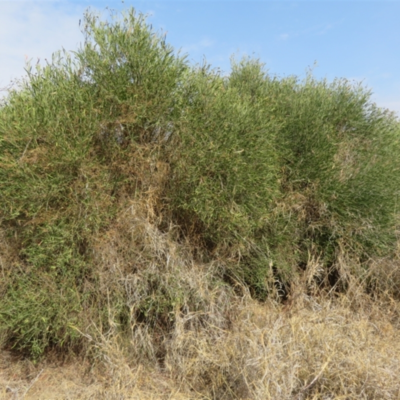 Capparis loranthifolia var. loranthifolia