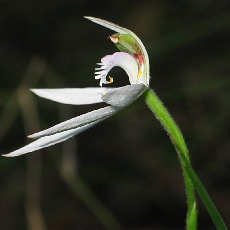 Caladenia picta