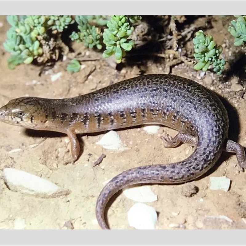 Cyclodomorphus venustus