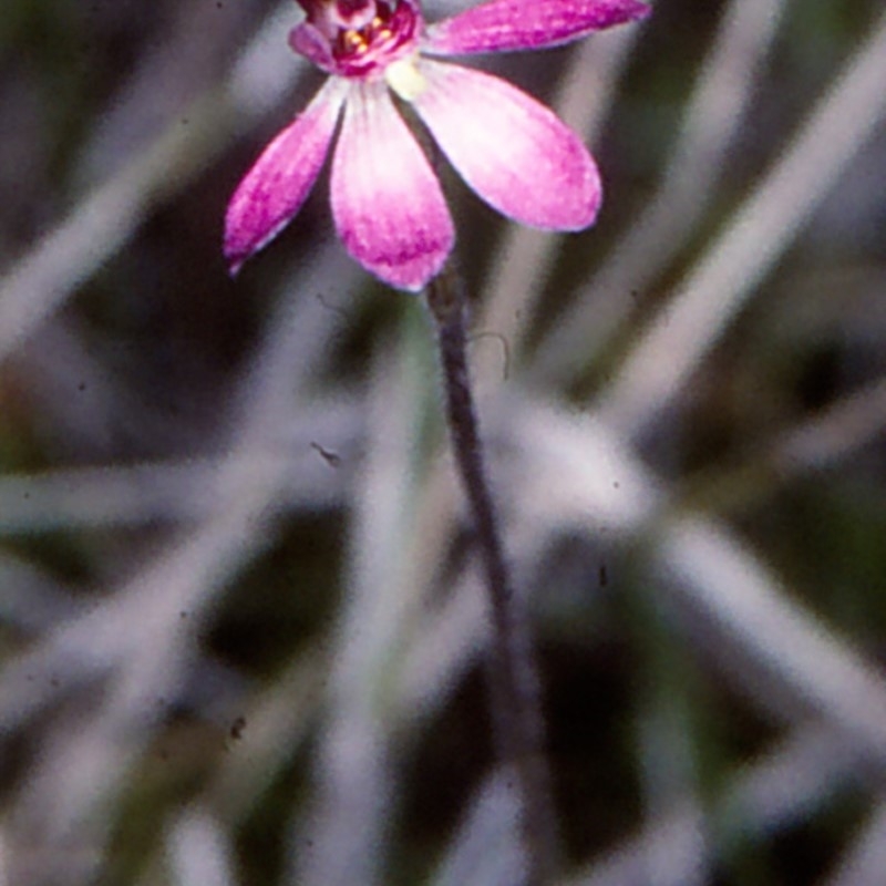 Caladenia pusilla