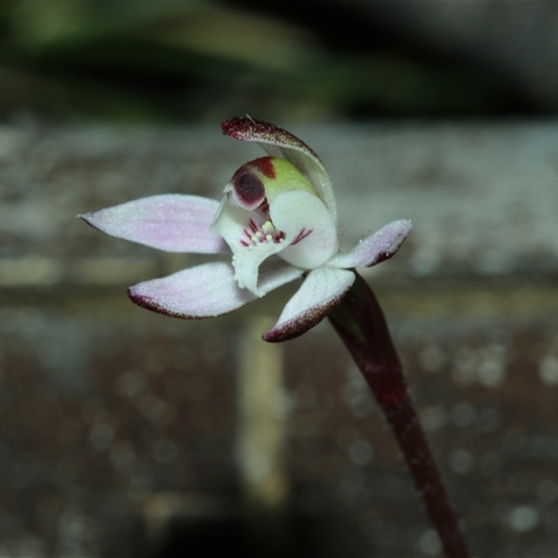 Caladenia pusilla