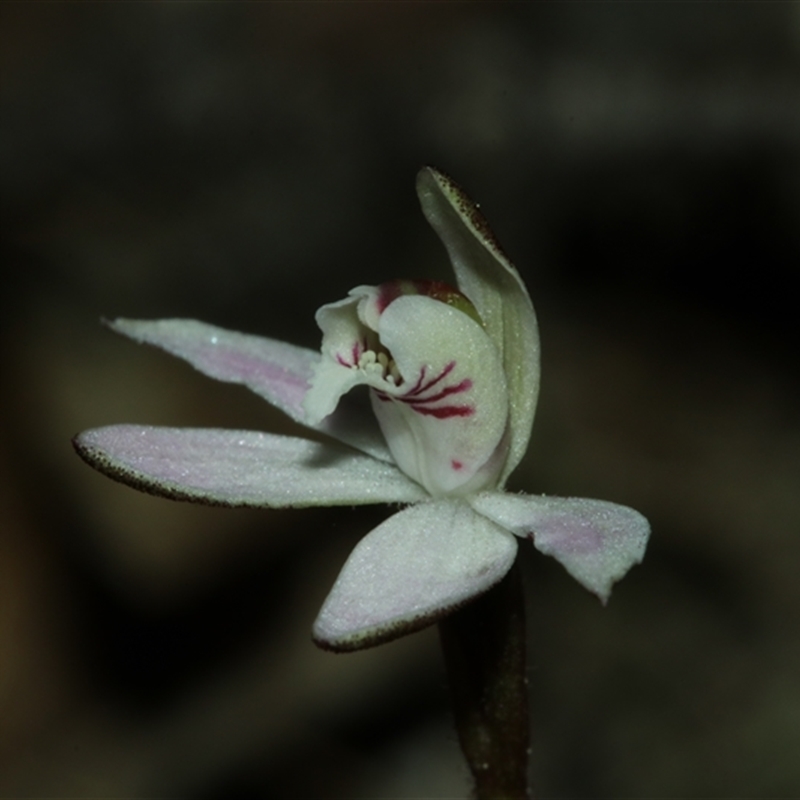 Caladenia pusilla