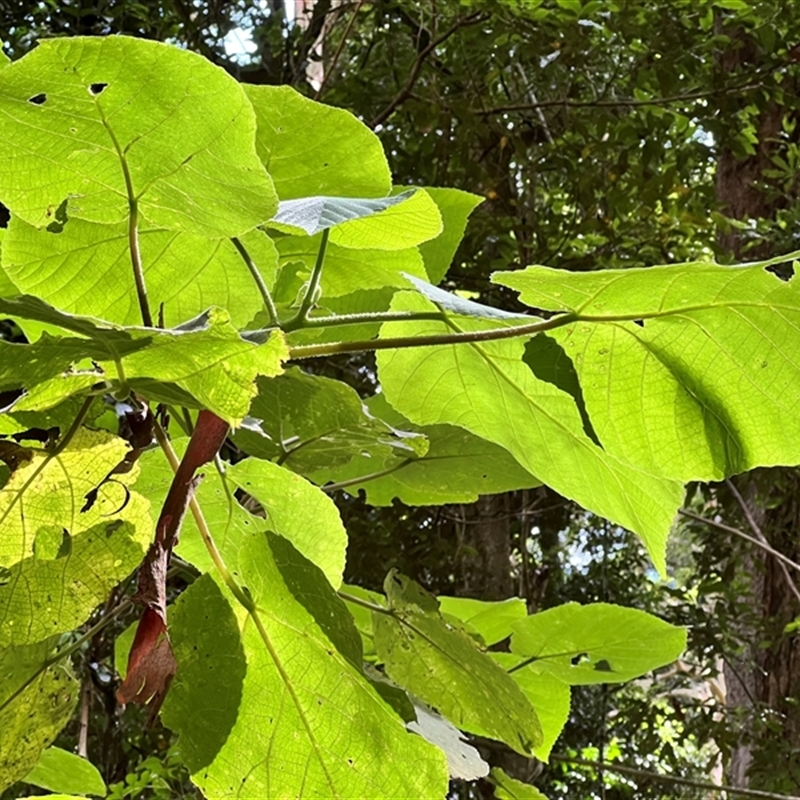Dendrocnide moroides