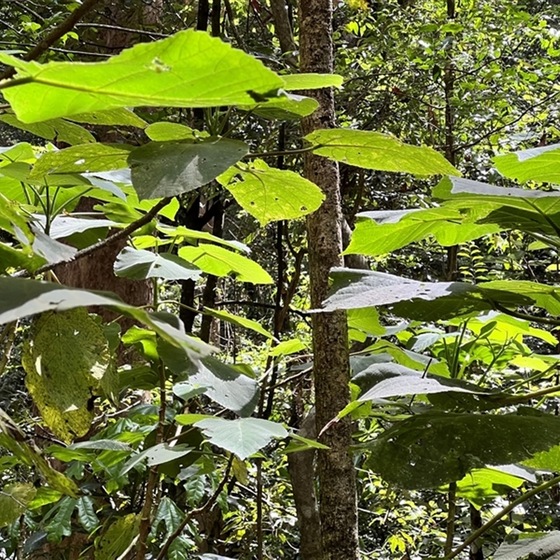 Dendrocnide moroides