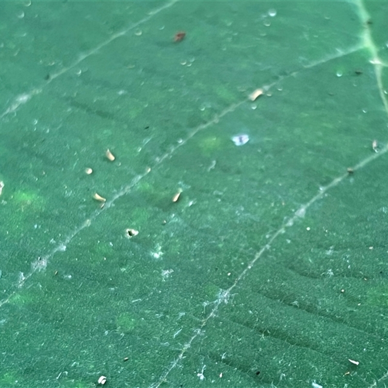 Dendrocnide moroides