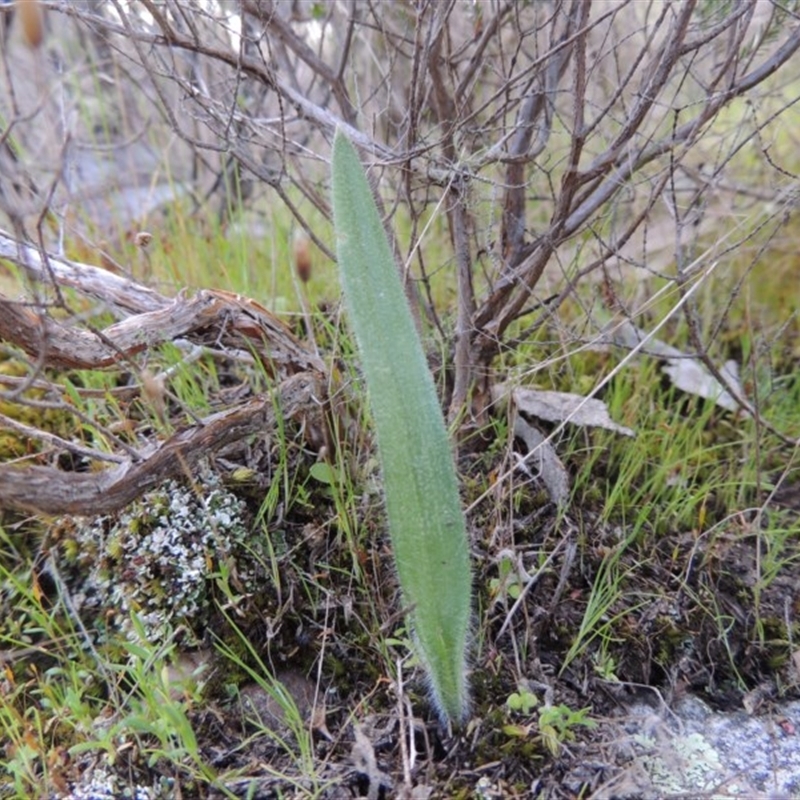 Caladenia sp.