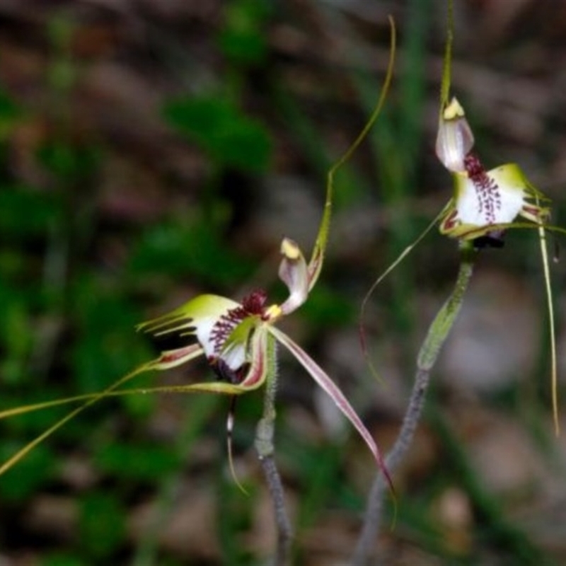 Caladenia tentaculata