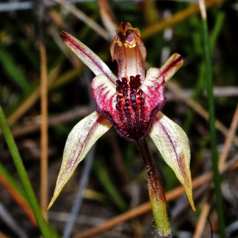 Caladenia tessellata