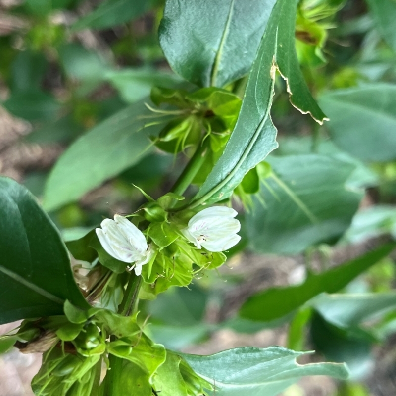 Harnieria hygrophiloides