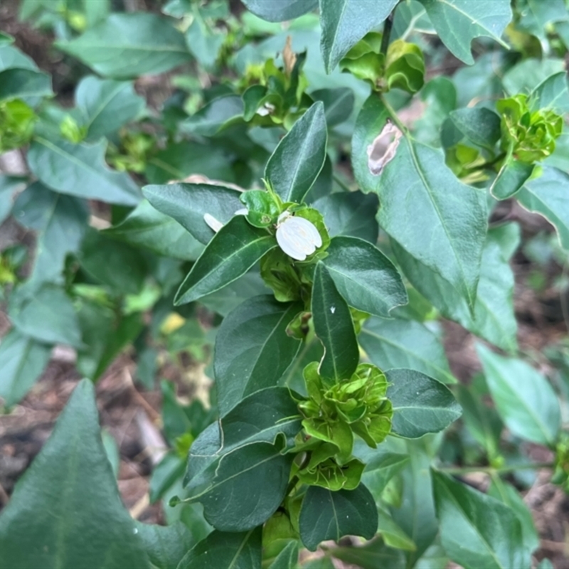 Harnieria hygrophiloides