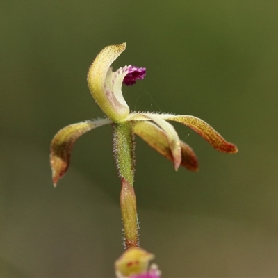 Caladenia testacea