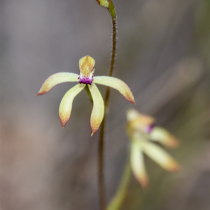 Caladenia testacea