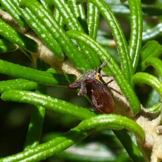 Acanthucus sp. (genus)