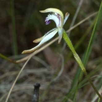 Caladenia ustulata
