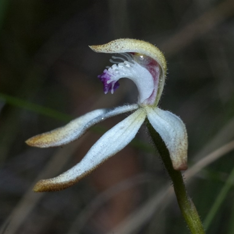 Caladenia ustulata