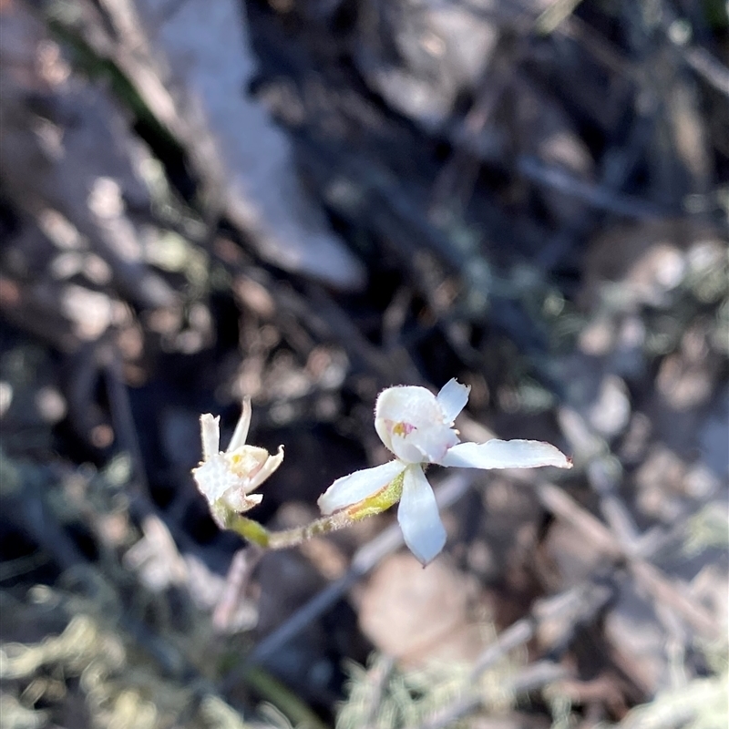 Caladenia ustulata