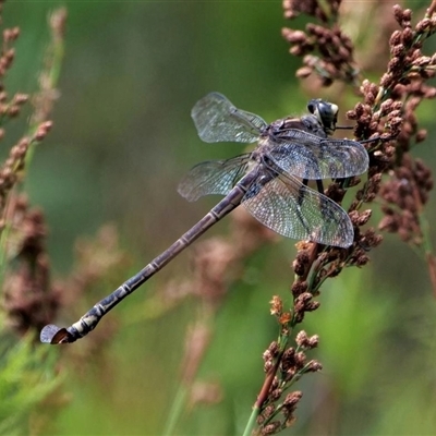 Petalura litorea