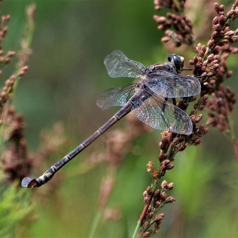 Petalura litorea