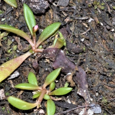 Calandrinia pickeringii