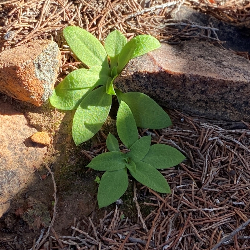 Pterostylis cobarensis