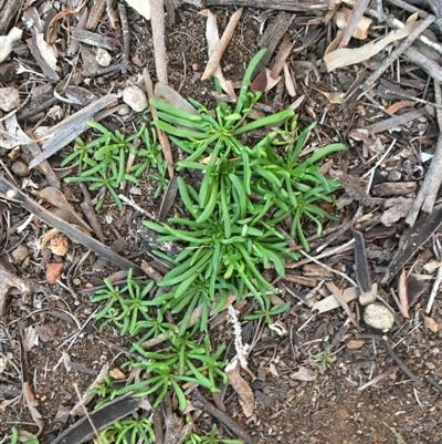 Calandrinia sp.