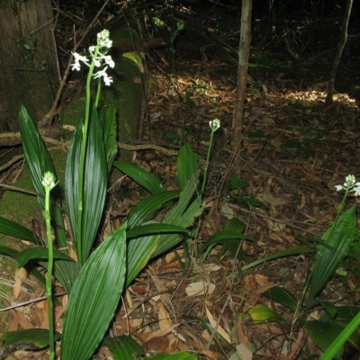 Calanthe triplicata