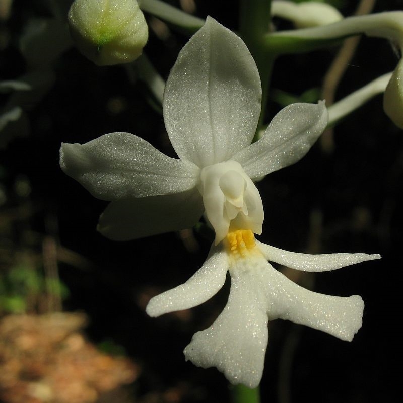 Calanthe triplicata