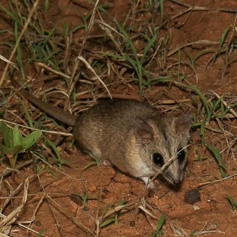 Sminthopsis macroura