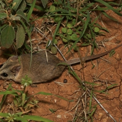 Sminthopsis macroura