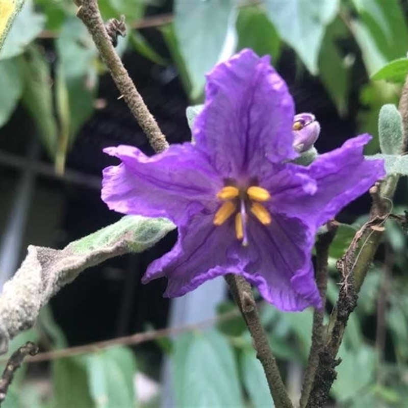Solanum sulphureum