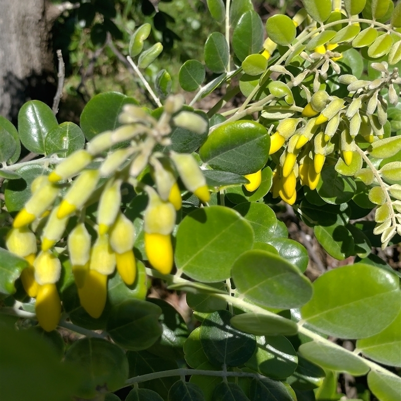 Sophora tomentosa