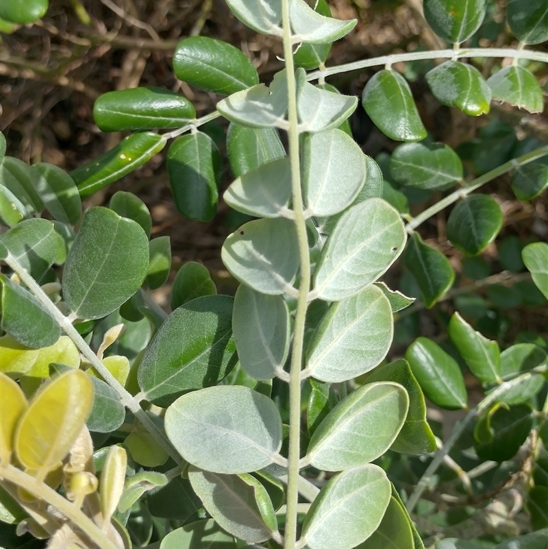 Sophora tomentosa