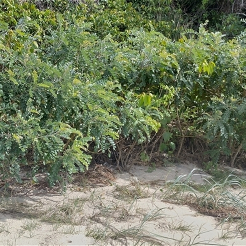 Sophora tomentosa