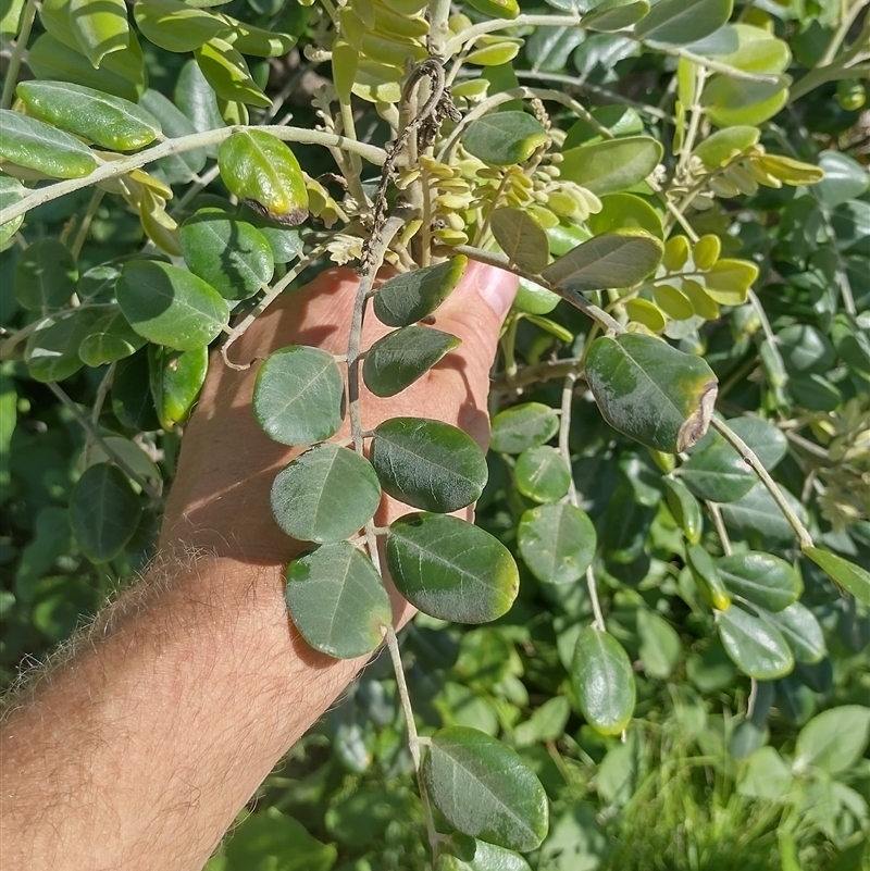Sophora tomentosa