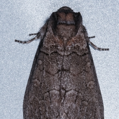 Calathusa (genus)