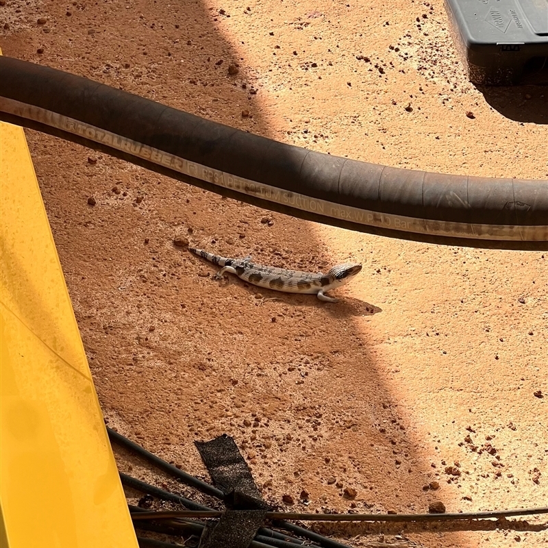 Tiliqua occipitalis