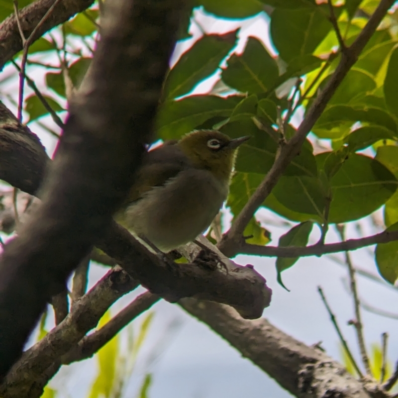 Zosterops lateralis tephropleurus