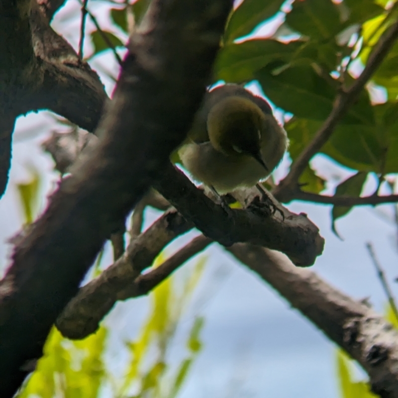 Zosterops lateralis tephropleurus